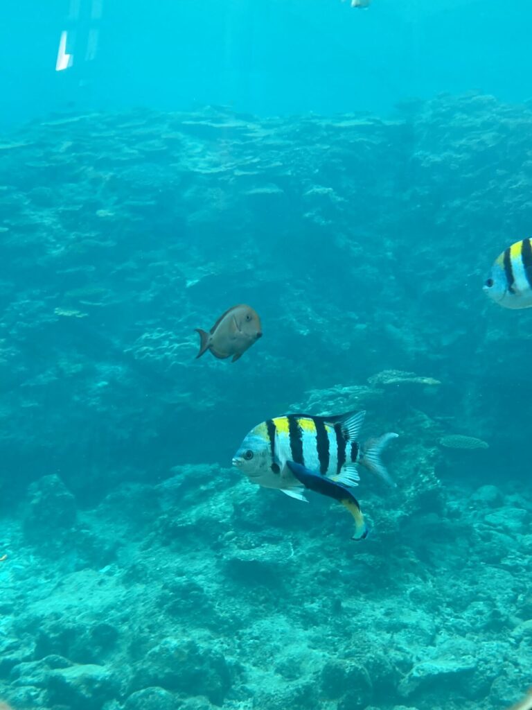 ブセナ海中公園展望塔からの眺め