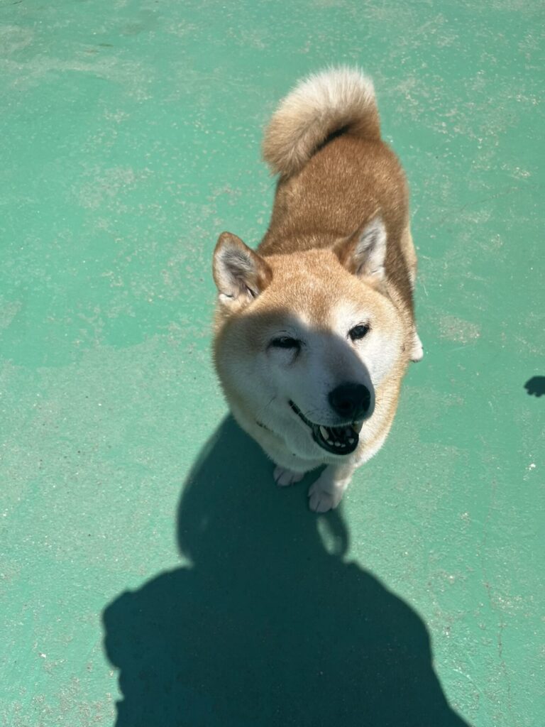 わんわん動物園