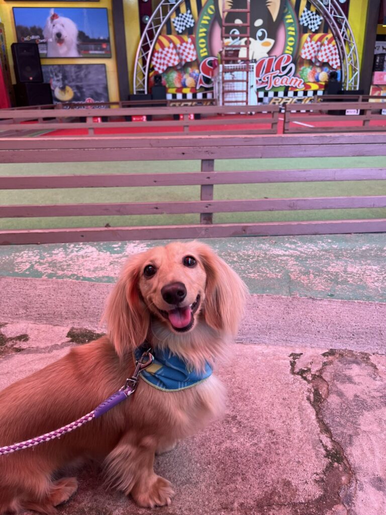 わんわん動物園ドッグショー