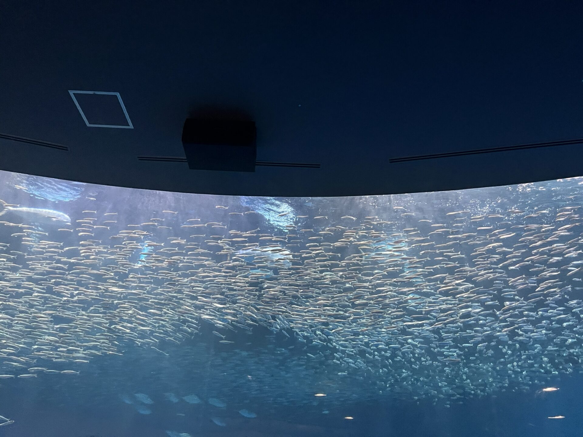 名古屋港水族館