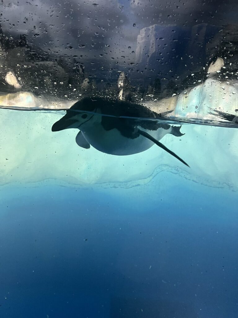 名古屋港水族館　ペンギン