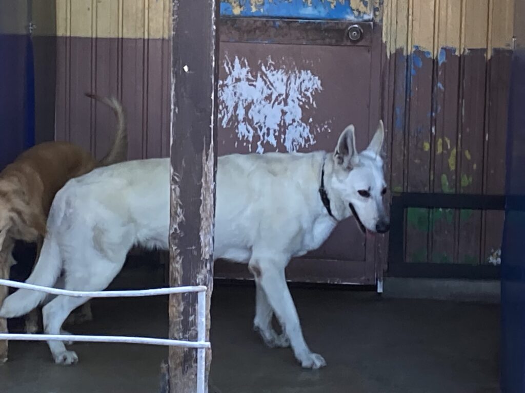 わんわん動物園展示