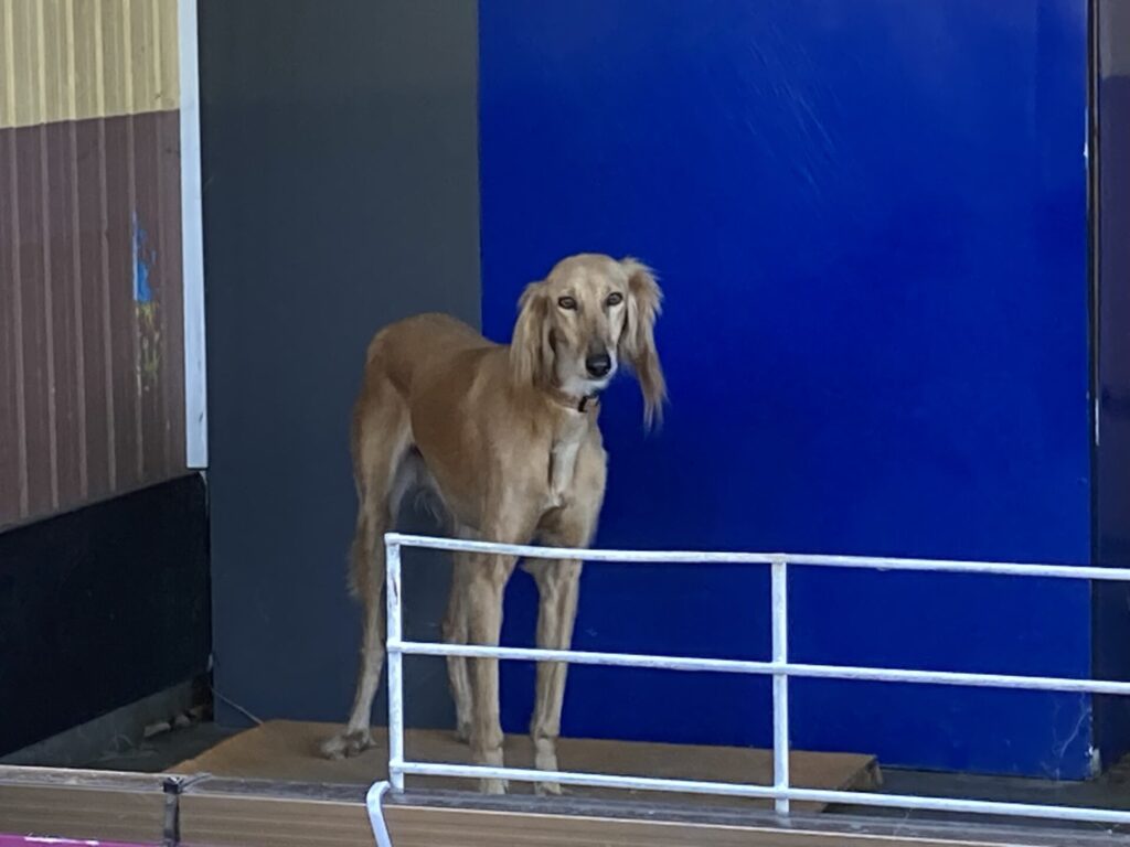 わんわん動物園展示