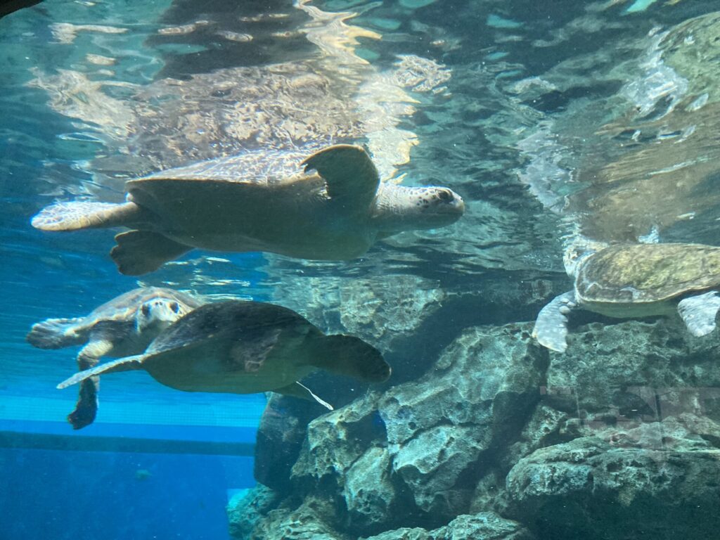 名古屋港水族館　ウミガメ