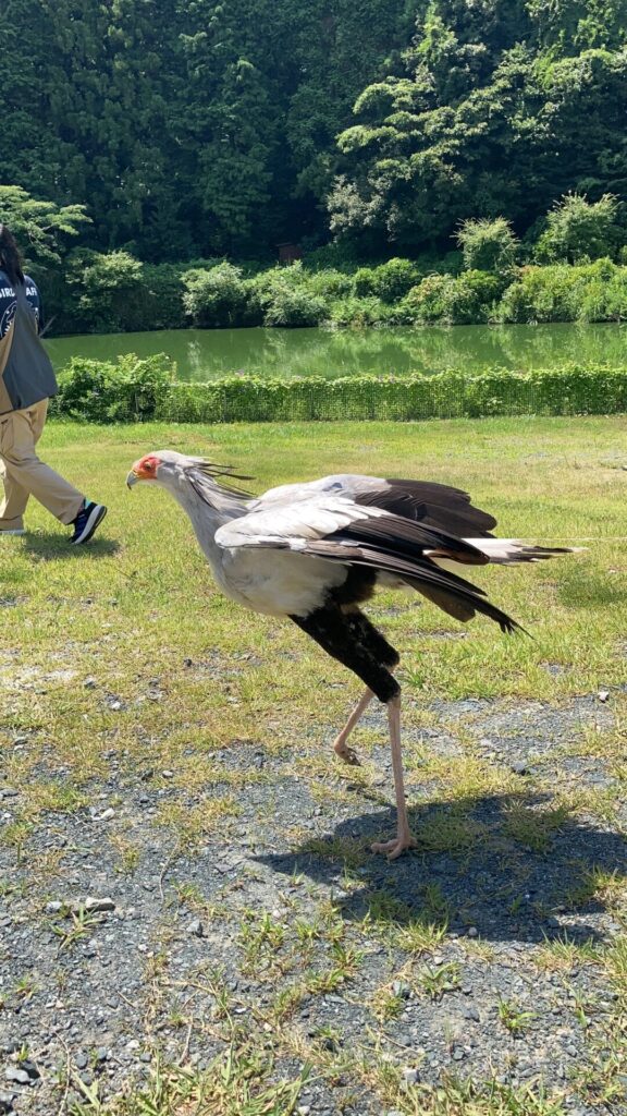 掛川花鳥園ヘビクイワシ