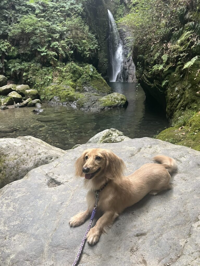 釜ケ滝滝茶屋　犬