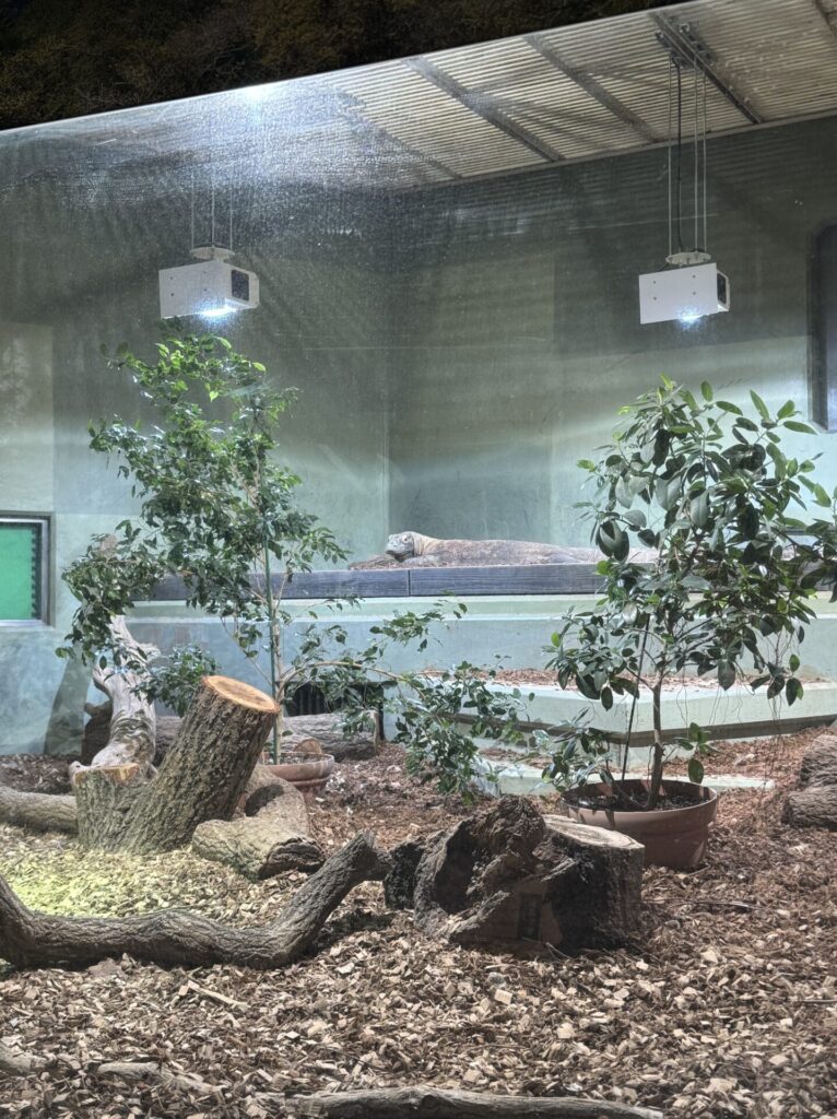 東山動物園　コモドドラゴン　北園